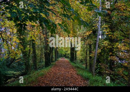 Wanderweg im Herbst, Limerick, Irland, Stockfoto