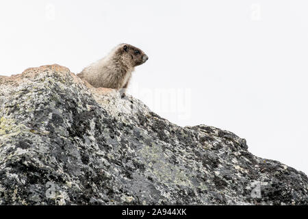 Ein Murmeltier steht auf einem Felsen in einer alpinen Wiese an einem bewölkten Sommertag in den Coast Mountains von BC. Stockfoto