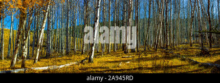 Herbstfarben auf dieser Panoramalandschaft aus blattlosen Birken und einem hellen, blauen Himmel Stockfoto