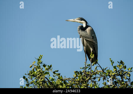 Schwarzkopfreiher (Ardea melanocephala) in Baum unter blauem Himmel, Grumeti Serengeti Zelt Camp, Serengeti Nationalpark; Tansania Stockfoto