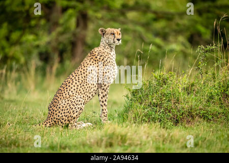 Cheetah (Acinonyx jubatus) sitzt wachsam auf kurzem Gras drehenden Kopf, Cottars 1920s Safari Camp, Maasai Mara National Reserve; Kenia Stockfoto