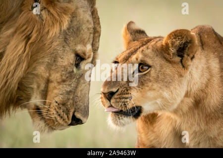 Nahaufnahme des Jungen, das bis zum Nückellöwen (Panthera leo) reicht, Grumeti Serengeti Zeltlager, Serengeti Nationalpark; Tansania Stockfoto