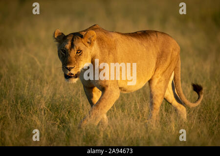 Löwin (Panthera leo) geht durch hohe Gras Augenkamera, Grumeti Serengeti Zelt Camp, Serengeti Nationalpark; Tansania Stockfoto