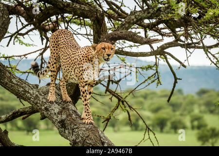 Männlicher Gepard (Acinonyx jubatus) steht auf Baumstamm und schaut nach rechts, Klein's Camp, Serengeti Nationalpark; Tansania Stockfoto