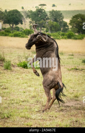 Männlicher blauer Gnus (Connochaetes taurinus) dreht sich auf Hinterbeinen, Cottars Safari Camp 1920s, Maasai Mara National Reserve; Kenia Stockfoto