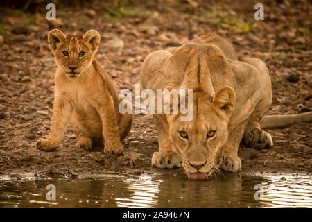 Löwin (Panthera leo) liegt trinken aus Pool by cub, Grumeti Serengeti Zelt Camp, Serengeti Nationalpark; Tansania Stockfoto