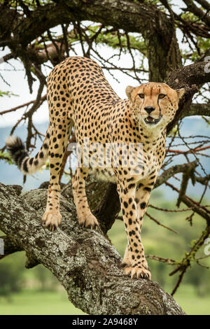 Männlicher Gepard (Acinonyx jubatus) steht auf Baumstamm und schaut nach rechts, Klein's Camp, Serengeti Nationalpark; Tansania Stockfoto