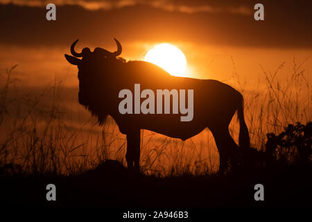 Silhouette von blauem Gnus (Connochaetes taurinus) gegen den Sonnenuntergang Himmel, Cottars Safari Camp 1920s, Maasai Mara National Reserve; Kenia Stockfoto