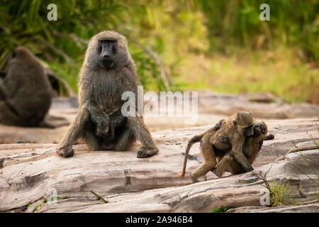 Zwei junge Olivenpaviane (Papio anubis) spielen von Vater, Cottars Safari Camp 1920s, Maasai Mara National Reserve; Kenay Stockfoto