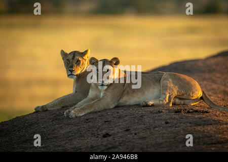 Zwei Löwinnen (Panthera leo) liegen in der Morgendämmerung am Ufer, Grumeti Serengeti Zelt Camp, Serengeti Nationalpark; Tansania Stockfoto