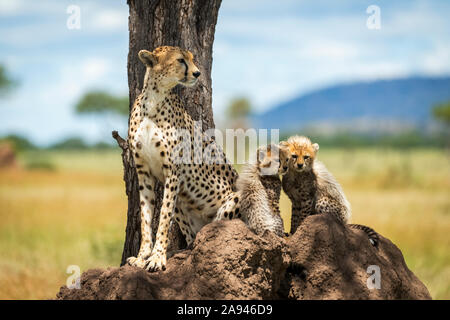 Gepard (Acinonyx jubatus) sitzt auf Termitenhügel von Jungen, Grumeti Serengeti Zelt Camp, Serengeti Nationalpark; Tansania Stockfoto