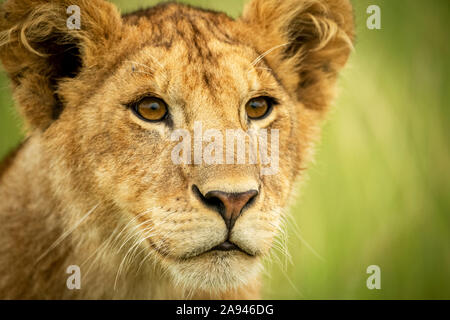Nahaufnahme von Kopf und Schultern des Löwenjungen (Panthera leo), Grumeti Serengeti Zelt Camp, Serengeti Nationalpark; Tansania Stockfoto