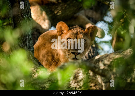 Löwin (Panthera leo) liegt im Baum, der durch Äste schaut, Grumeti Serengeti Zeltlager, Serengeti Nationalpark; Tansania Stockfoto