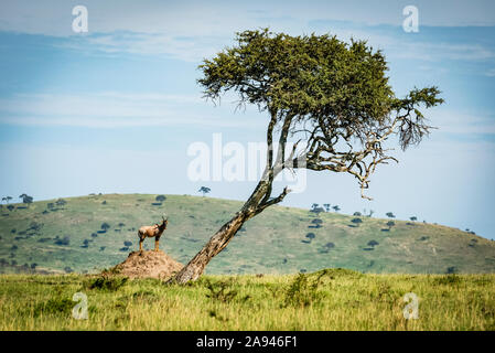 Männliche Topi (Damaliscus lunatus jimel) auf Termitenhügel in der Nähe von Baum, Klein's Camp, Serengeti Nationalpark; Tansania Stockfoto