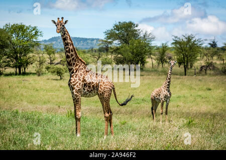 Masai Giraffe (Giraffa camelopardalis tippelskirchii) steht mit Kalb in der Savanne, Klein's Camp, Serengeti Nationalpark; Tansania Stockfoto