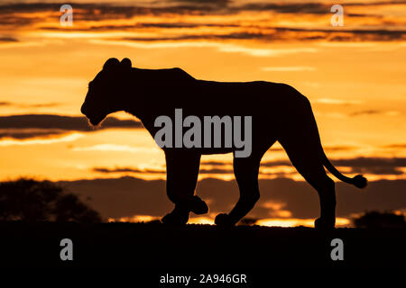 Silhouette der Löwin (Panthera leo) bei Sonnenaufgang über Grat, Grumeti Serengeti Zelt Camp, Serengeti Nationalpark; Tansania Stockfoto