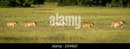Panorama von zwei Löwinnen und drei Jungen (Panthera leo), Grumeti Serengeti Zelt Camp, Serengeti Nationalpark; Tansania Stockfoto