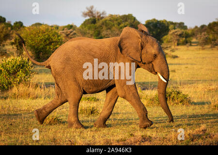 Afrikanischer Buschelefant (Loxodonta africana) läuft durch sonnenbeschienenes Gras, Cottars Safari Camp 1920s, Maasai Mara National Reserve; Kenia Stockfoto