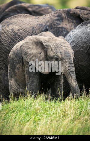 Afrikanisches Buschelefantenkalb (Loxodonta africana) steht mit Herde, Klein's Camp, Serengeti Nationalpark; Tansania Stockfoto