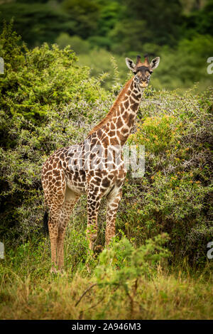 Baby Masai Giraffe (Giraffa camelopardalis tippelskirchii) steht in Richtung Kamera, Cottars Safari Camp 1920s, Maasai Mara National Reserve Stockfoto