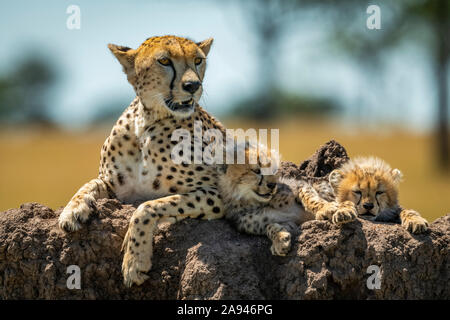 Gepard (Acinonyx jubatus) liegt auf einem Hügel mit verschlafenen Jungen, Grumeti Serengeti Zelt Camp, Serengeti Nationalpark; Tansania Stockfoto