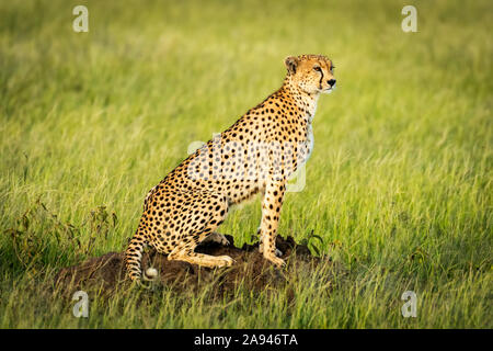 Gepard (Acinonyx jubatus) sitzt auf Termitenhügel in Sonnenschein, Grumeti Serengeti Zelt Camp, Serengeti Nationalpark; Tansania Stockfoto