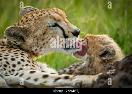 Nahaufnahme des Geparden (Acinonyx jubatus) im Gras leckenden Jungen, Grumeti Serengeti Zelt Camp, Serengeti Nationalpark; Tansania Stockfoto