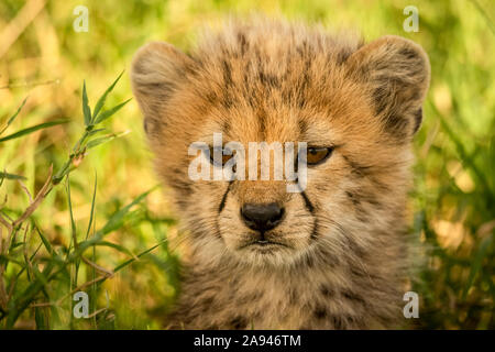 Nahaufnahme des Geparden-Jungen (Acinonyx jubatus) mit Lichterketten im Gras, Grumeti Serengeti Tented Camp, Serengeti Nationalpark; Tansania Stockfoto