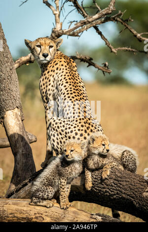 Gepard (Acinonyx jubatus) sitzt mit zwei Jungen auf toten Ast, Grumeti Serengeti Zelt Camp, Serengeti Nationalpark; Tansania Stockfoto