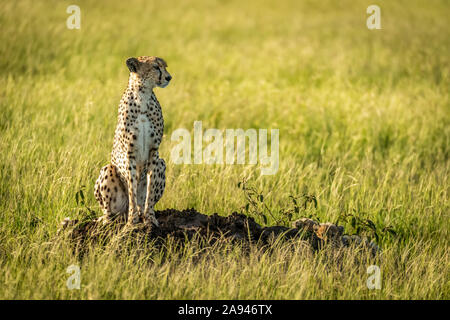 Gepard (Acinonyx jubatus) sitzt drehend Kopf auf Termitenhügel, Grumeti Serengeti Tented Camp, Serengeti Nationalpark; Tansania Stockfoto