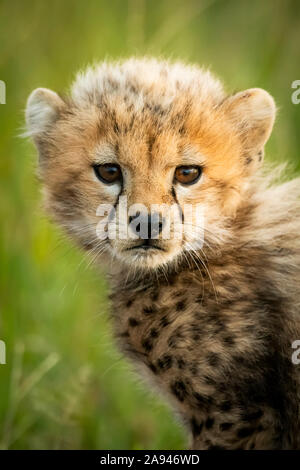 Nahaufnahme des Geparden-Jungen (Acinonyx jubatus) auf Gras sitzend, Grumeti Serengeti Zelt Camp, Serengeti Nationalpark; Tansania Stockfoto