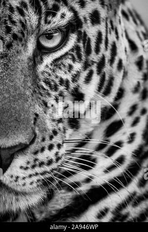 Monochrome Nahaufnahme eines Halb-männlichen Leoparden (Panthera Pardus), Cottars Safari Camp 1920s, Maasai Mara National Reserve; Kenia Stockfoto