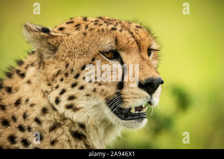 Nahaufnahme von Gepard (Acinonyx jubatus) Gesicht vor verschwommenem Hintergrund, Klein's Camp, Serengeti Nationalpark; Tansania Stockfoto
