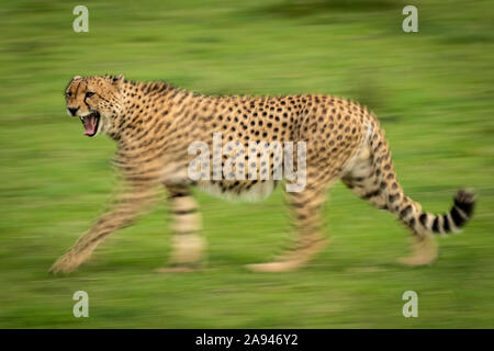 Langsame Pfanne mit männlichem Gepard (Acinonyx jubatus), vorbei an Klein's Camp, Serengeti National Park; Tansania Stockfoto