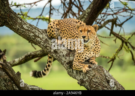 Männlicher Gepard (Acinonyx jubatus) liegt im Baum mit Blick auf Klein's Camp, Serengeti Nationalpark; Tansania Stockfoto