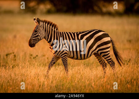 Ebenen Zebra (Equus burchellii) Spaziergänge Rand von Sonnenuntergang beleuchtet, Grumeti Serengeti Zeltlager, Serengeti Nationalpark; Tansania Stockfoto