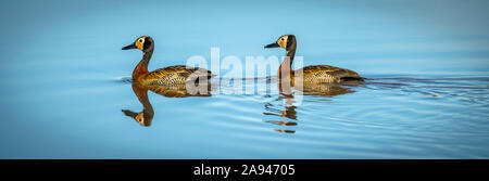 Zwei weiße Pfeifenten (Dendrocygna viduata), die sich im Teich spiegeln, Grumeti Serengeti Tented Camp, Serengeti National Park; Tansania Stockfoto