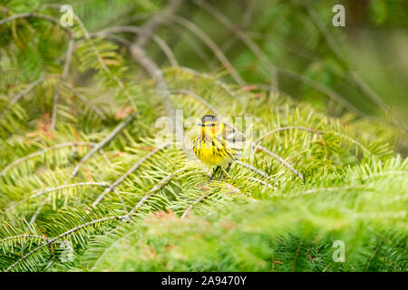 Erwachsene männliche Cape May Warbler New Jersey wenden Sie sich bitte an: info@greggard.com Für die Lizenzierung informationen www.GregGard.com Stockfoto