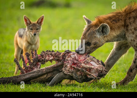 Nahaufnahme des Schakals (Canis mesomelas) beim Füttern der gefleckten Hyäne (Crocuta crocuta), Klein's Camp, Serengeti Nationalpark; Tansania Stockfoto