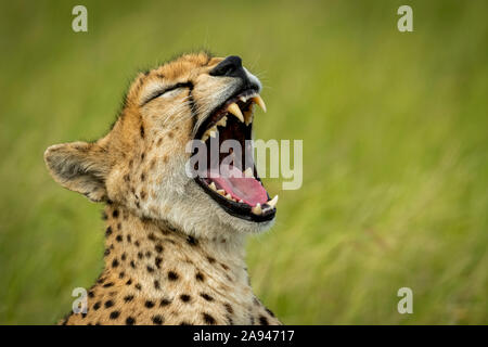 Nahaufnahme der weiblichen Geparden (Acinonyx jubatus), die im Grasland gähnend sind, Grumeti Serengeti Tented Camp, Serengeti Nationalpark; Tansania Stockfoto