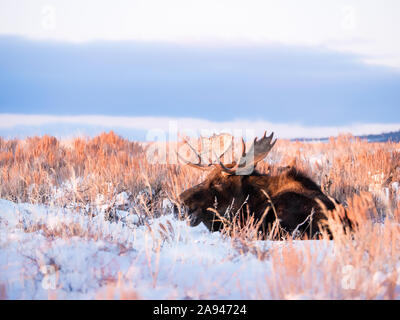 Bull Moose auf dem Boden ruht im Winter Grand Teton National Park, Wyoming, USA wenden Sie sich bitte an: info@greggard.com Für die Lizenzierung Informationen www.G Stockfoto