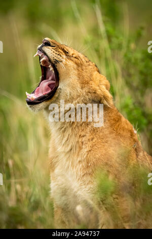 Nahaufnahme des im Gras gähnenden Löwenjungen (Panthera leo), Grumeti Serengeti Zelt Camp, Serengeti Nationalpark; Tansania Stockfoto