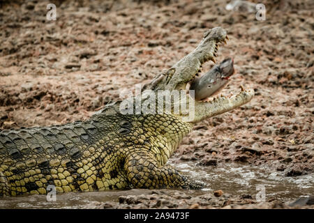 Nahaufnahme des Nilkrokodils (Crocodylus niloticus), das einen Fisch verschluckt, Grumeti Serengeti Zeltlager, Serengeti Nationalpark; Tansania Stockfoto