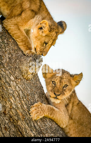 Nahaufnahme von zwei Löwenjungen (Panthera leo) auf dem Stamm, Grumeti Serengeti Zeltlager, Serengeti Nationalpark; Tansania Stockfoto