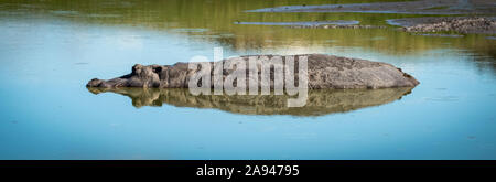 Hippo (Hippopotamus amphibius) liegt in ruhigen Teich mit Reflexion, Grumeti Serengeti Zelt Camp, Serengeti Nationalpark; Tansania Stockfoto