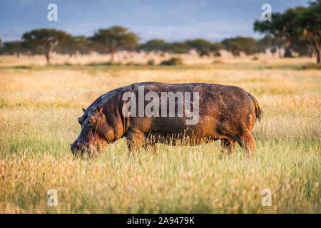 Hippo (Hippopotamus amphibius) grast in langen Gras Eyeing Kamera, Grumeti Serengeti Zelt Camp, Serengeti Nationalpark; Tansania Stockfoto