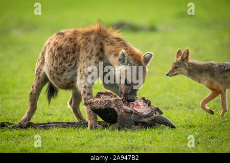 Schakal Pässe gefleckte Hyäne (Crocuta crocuta) Kauen Gnus (Connochaetes taurinus) Karkasse, Klein's Camp, Serengeti Nationalpark; Tansania Stockfoto