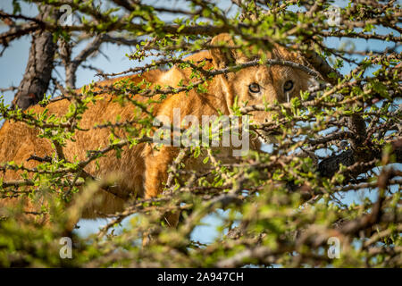 Löwenjunge (Panthera leo) steht im Dornbusch und beobachtet Kamera, Grumeti Serengeti Zelt Camp, Serengeti Nationalpark; Tansania Stockfoto