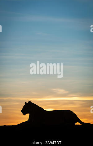 Löwin (Panthera leo) liegt in Silhouette gegen Morgenhimmel, Grumeti Serengeti Zelt Camp, Serengeti Nationalpark; Tansania Stockfoto