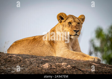 Löwin (Panthera leo) liegt starrend auf Felsen am Horizont, Cotthars Safari Camp 1920s, Maasai Mara National Reserve; Kenia Stockfoto